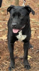 Kamon, an adopted mixed breed in Lansing, MI image 5/6