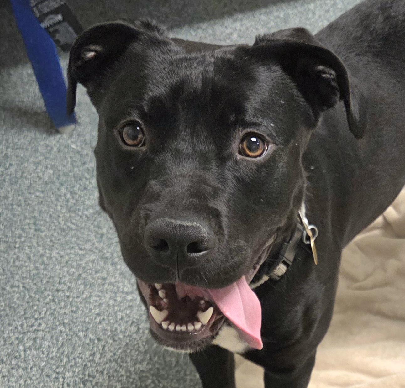 Kamon, an adopted mixed breed in Lansing, MI image 1/6