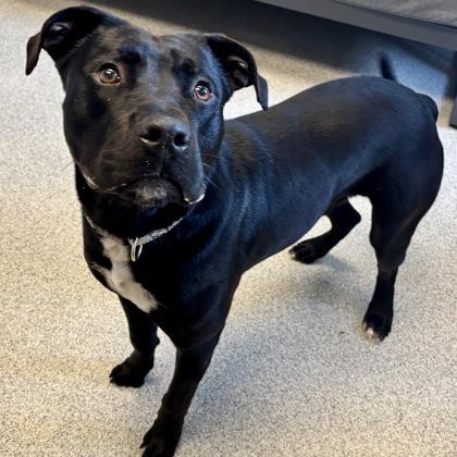 Enlarge Kamon, a ADOPTABLE Mixed Breed in Lansing, MI image 1/1