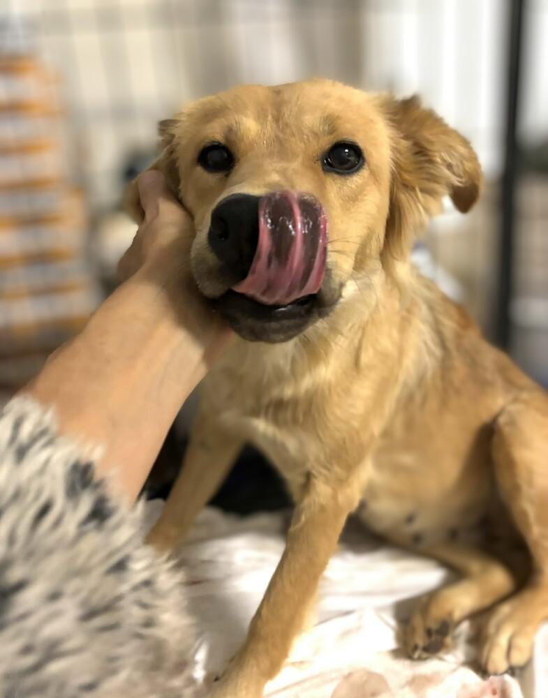 Della, a Adoptable mixed breed in Evergreen, CO image 5/6