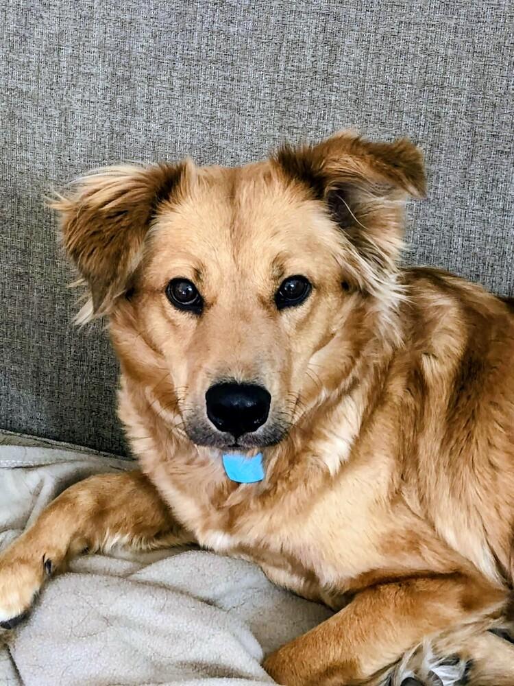 Della, Adoptable, Adult Female Retriever & Mixed Breed.