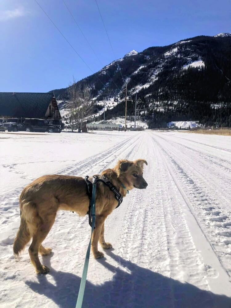 Enlarge Della, a Adoptable mixed breed in Evergreen, CO image 2/6