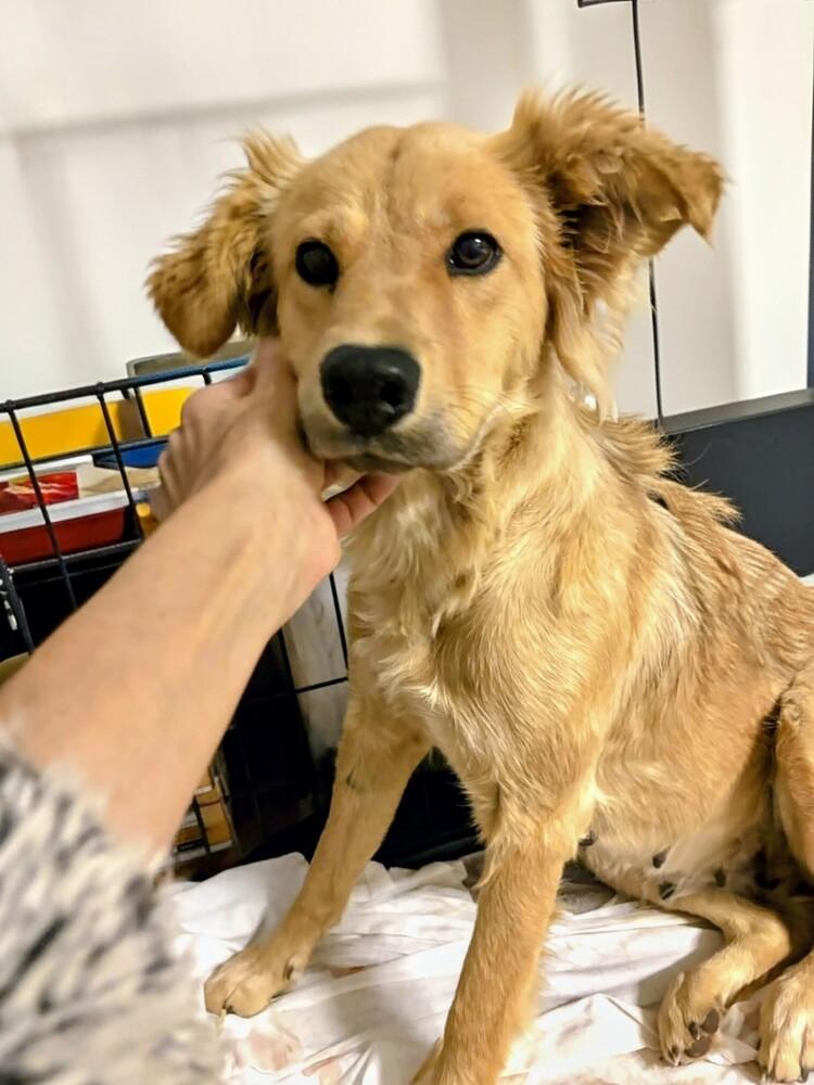 Della, a Adoptable mixed breed in Evergreen, CO image 4/6