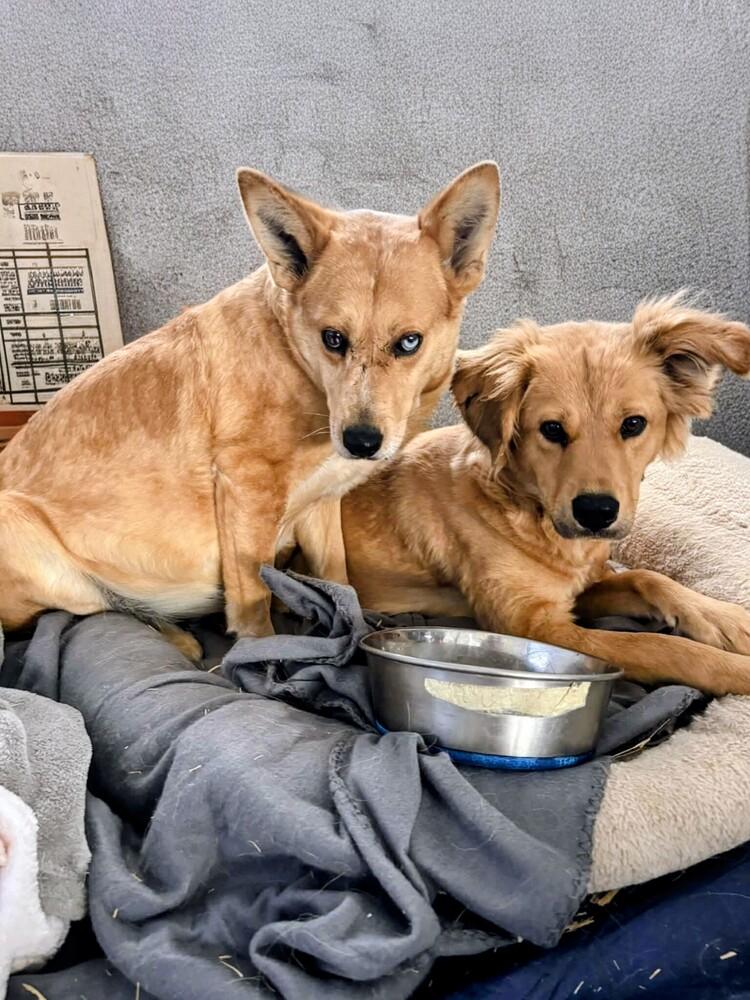 Della, a Adoptable mixed breed in Evergreen, CO image 6/6