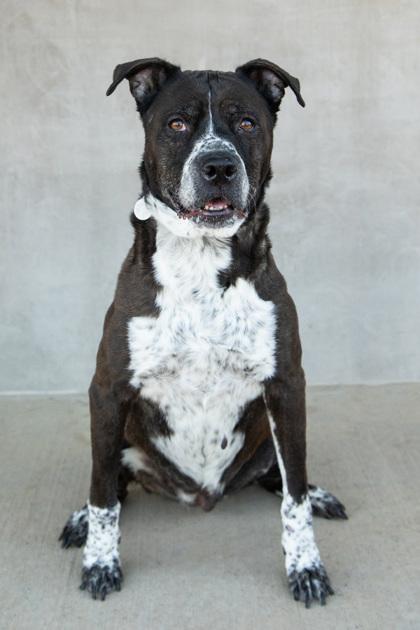 Enlarge Allie, a Adoptable mixed breed in Longmont, CO image 1/3