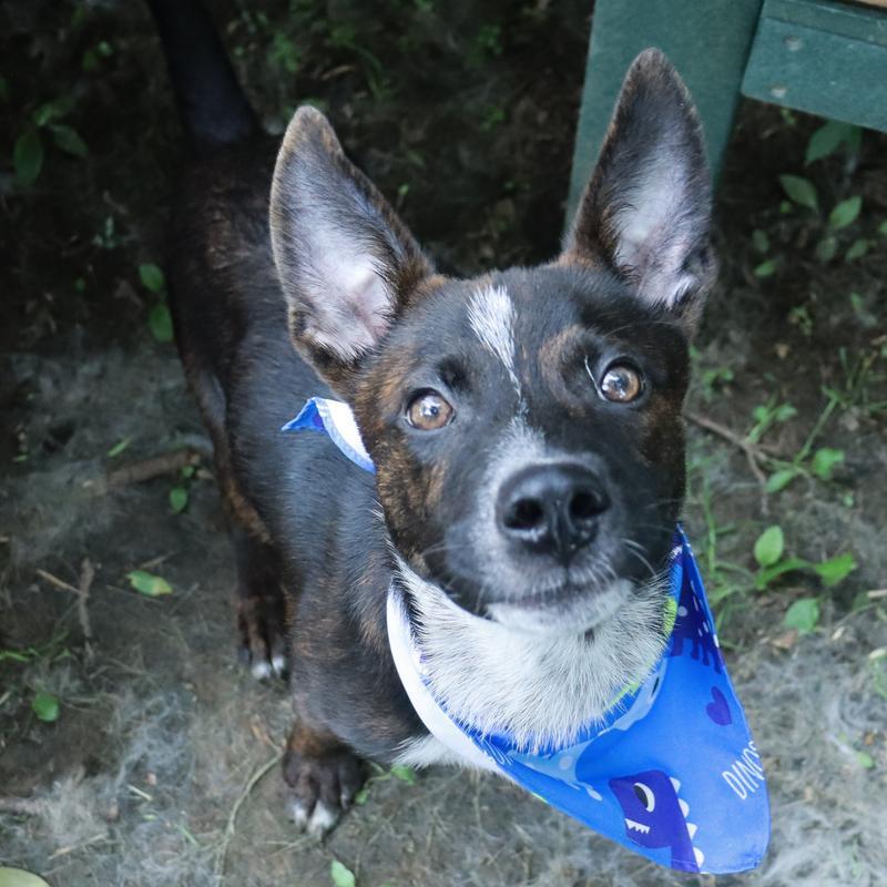 Gibby, Young Male Mixed Breed