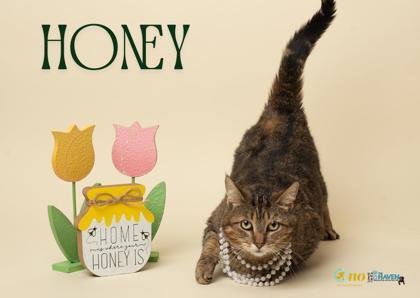 Honey, Adoptable, Adult Female Domestic Short Hair & Domestic Short Hair.