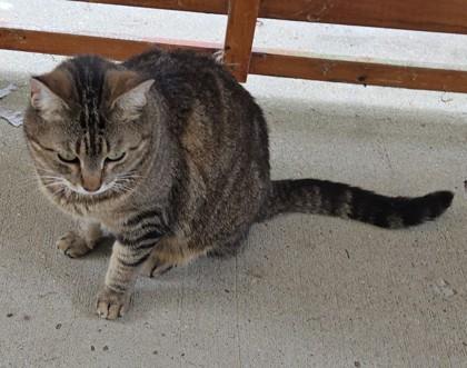 Honey, a Adoptable mixed breed in Fairhope, AL image 2/2