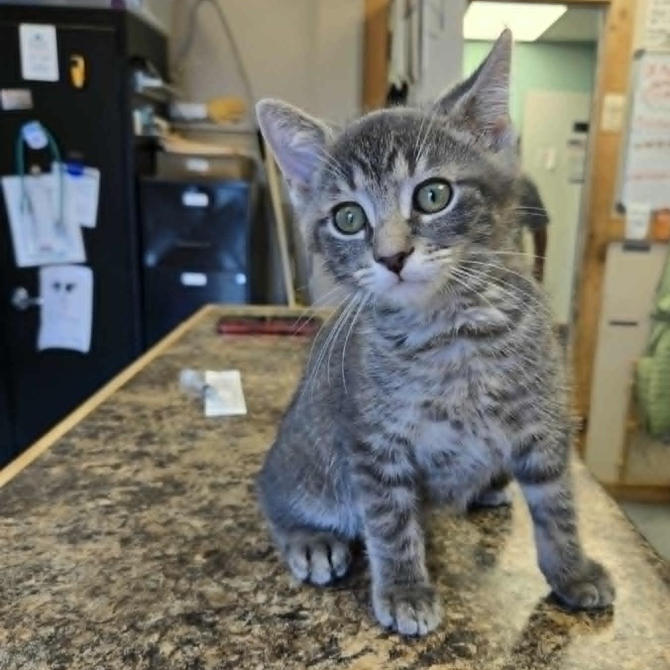 Groundhog, an adoptable Domestic Short Hair in Martinsville, IN image 2/2