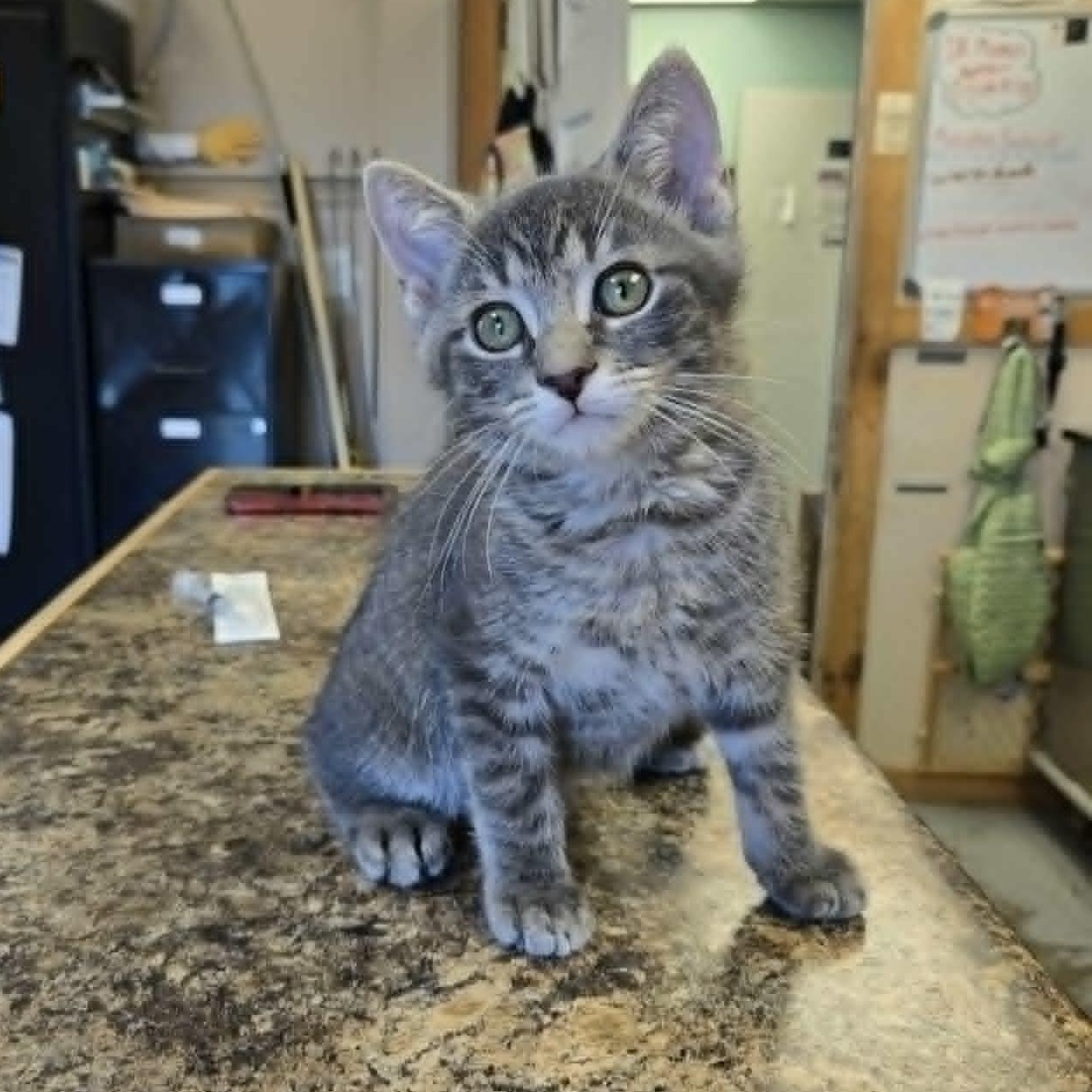 Groundhog, adoptable, Kitten Male Domestic Short Hair.