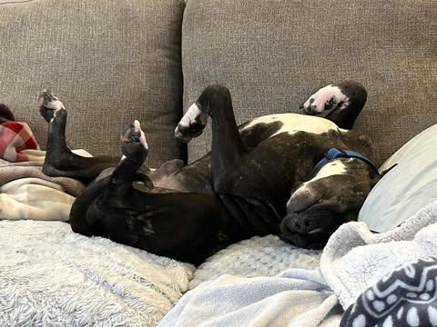 Duke (Foster Needed) photo 2