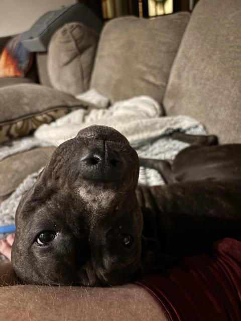 Duke (Foster Needed) photo 3