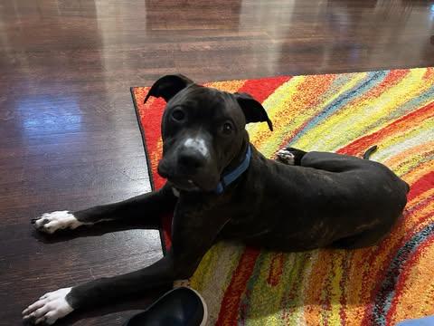Duke (Foster Needed) photo 4