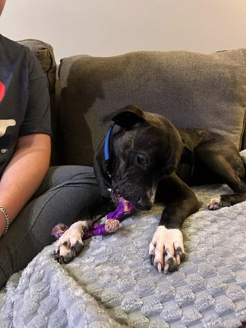 Duke (Foster Needed) photo 5