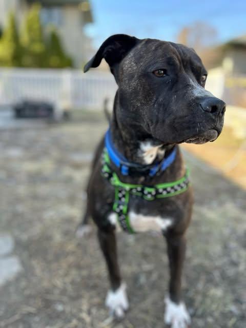 Duke (Foster Needed), Adult Male Boxer