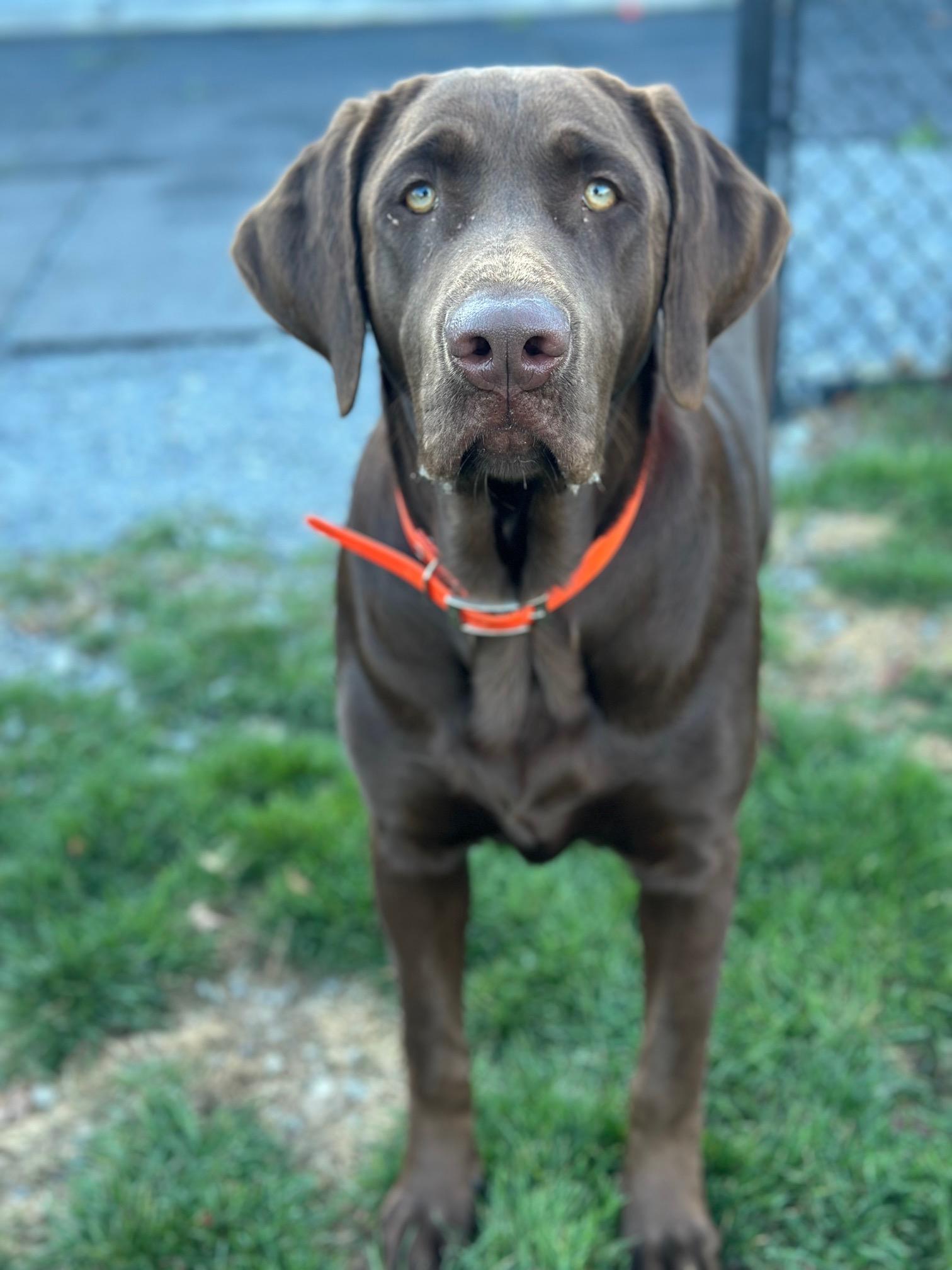 RJ, a ADOPTABLE Chocolate Labrador Retriever in Seneca Falls, NY image 2/6