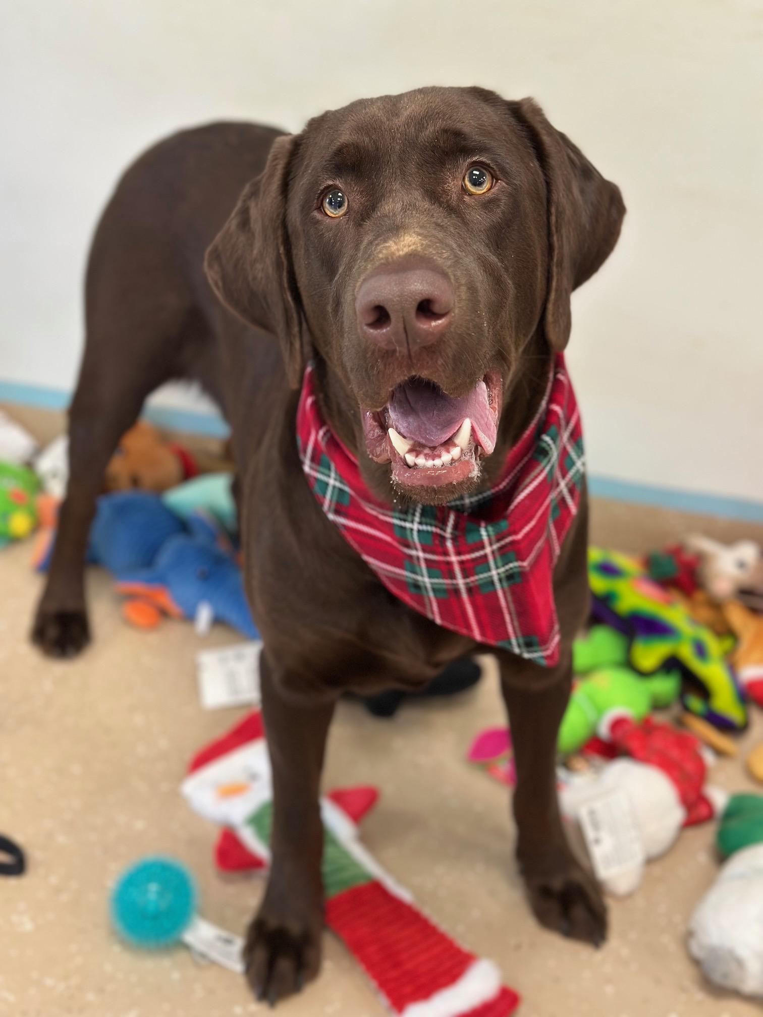 RJ, a ADOPTABLE Chocolate Labrador Retriever in Seneca Falls, NY image 4/6