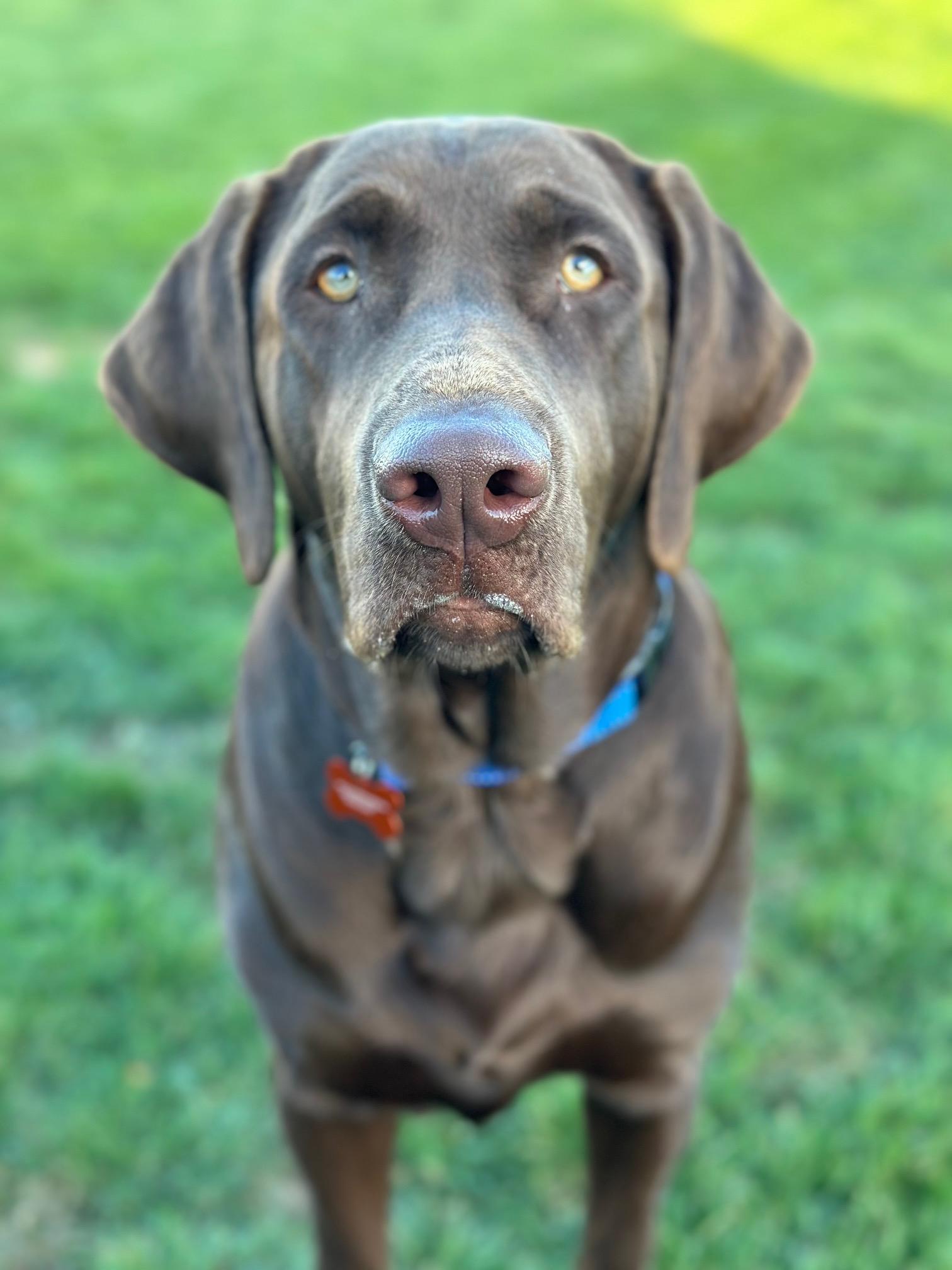 RJ, ADOPTABLE, Young Male Chocolate Labrador Retriever.