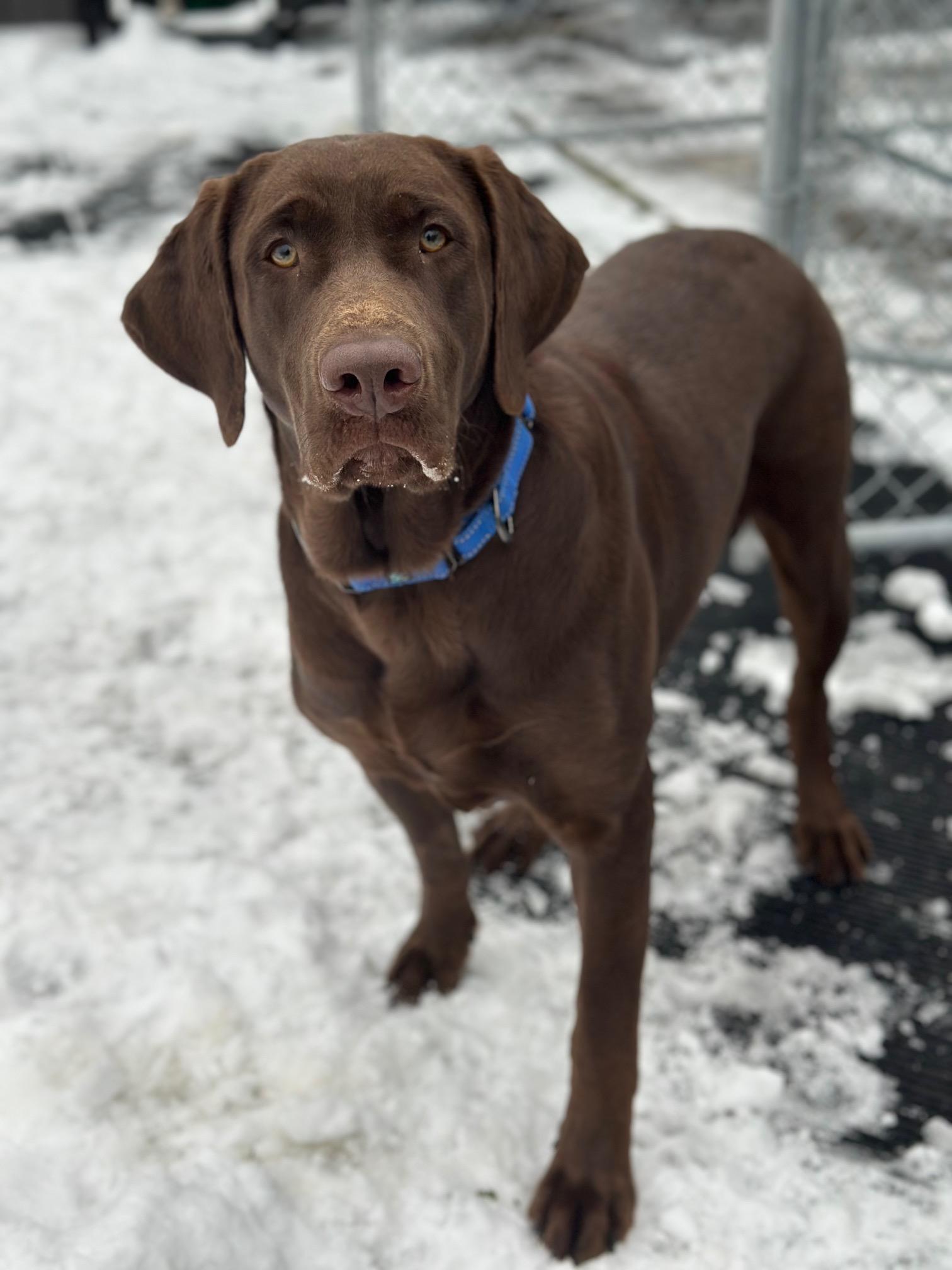 RJ, a ADOPTABLE Chocolate Labrador Retriever in Seneca Falls, NY image 3/6