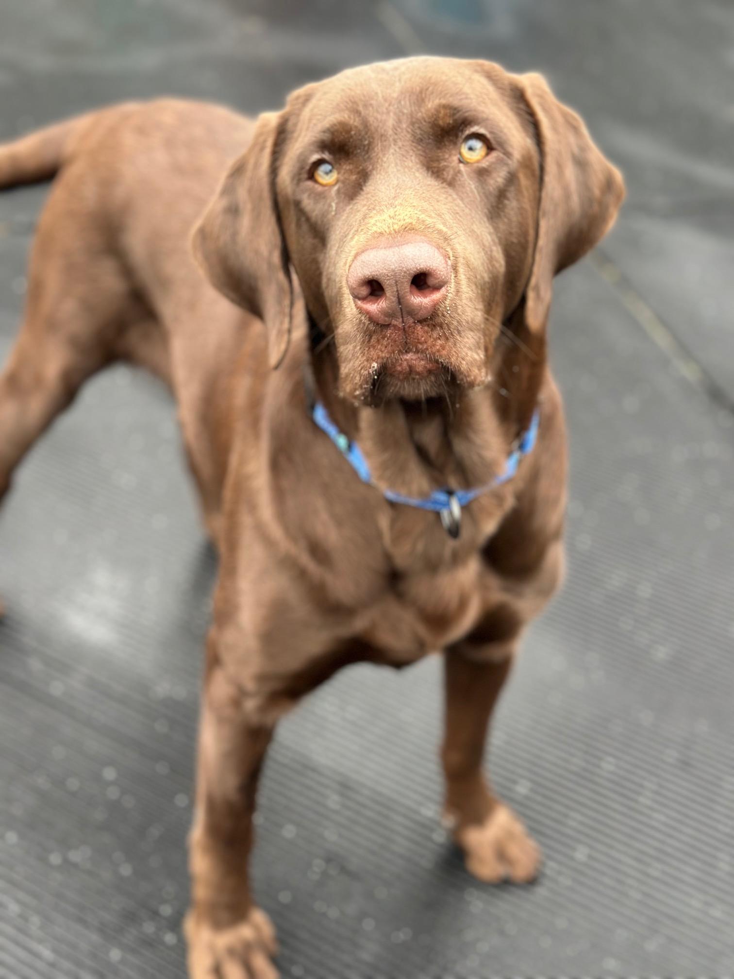 RJ, a ADOPTABLE Chocolate Labrador Retriever in Seneca Falls, NY image 6/6