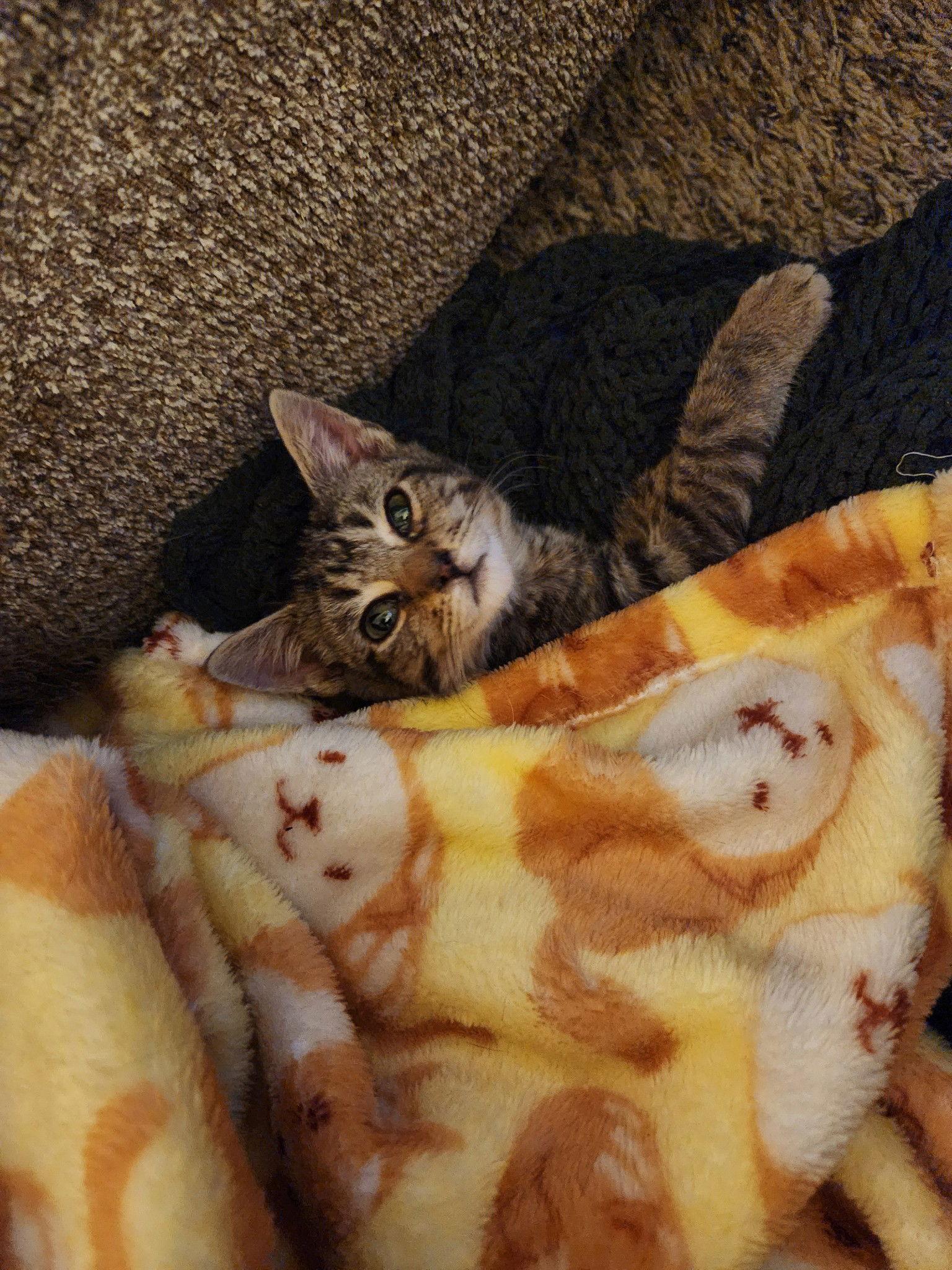 Tucker, Adoptable, Kitten Male Domestic Short Hair.