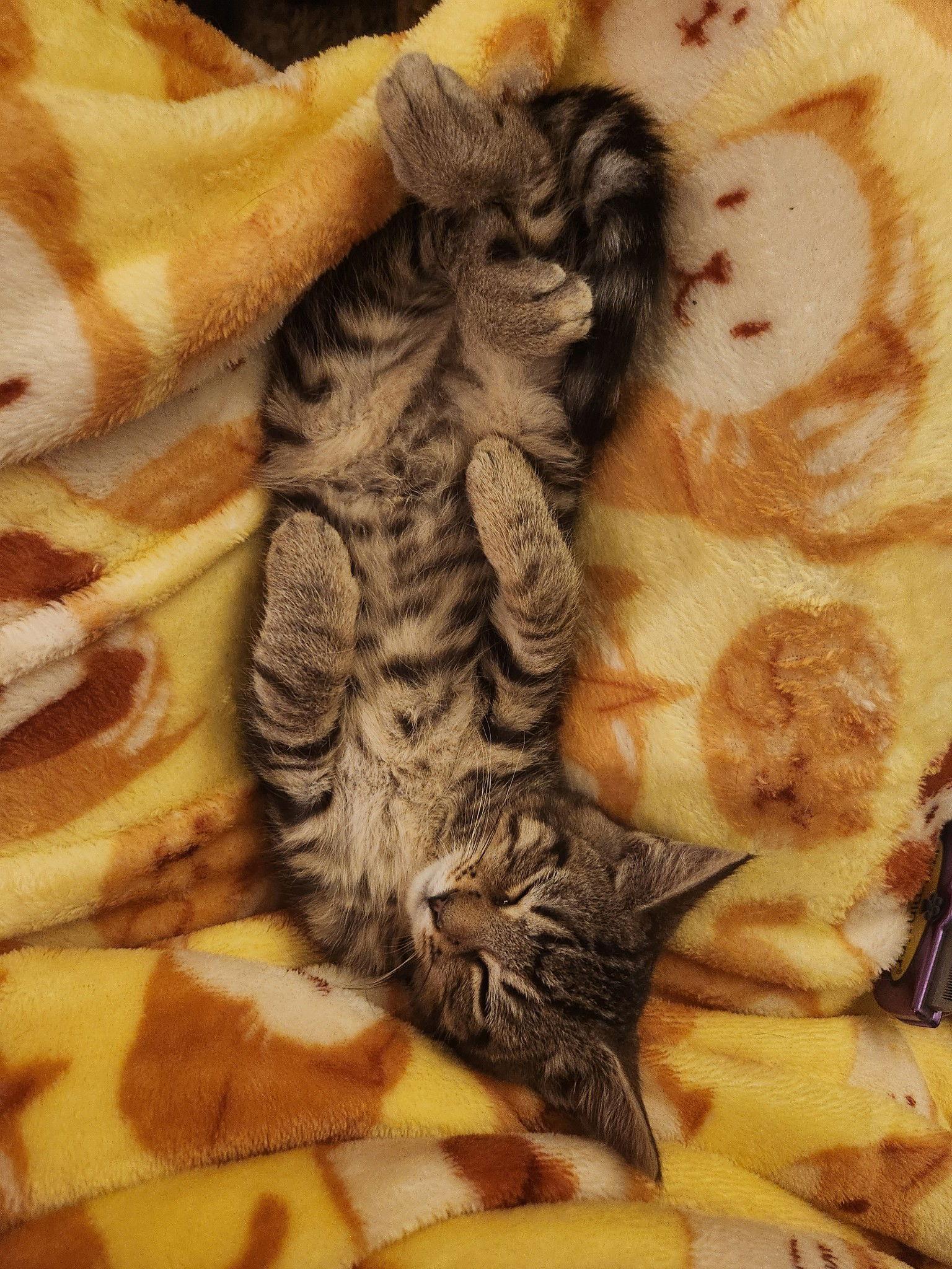 Enlarge Tucker, a Adoptable Domestic Short Hair in Harrisburg, PA image 2/3