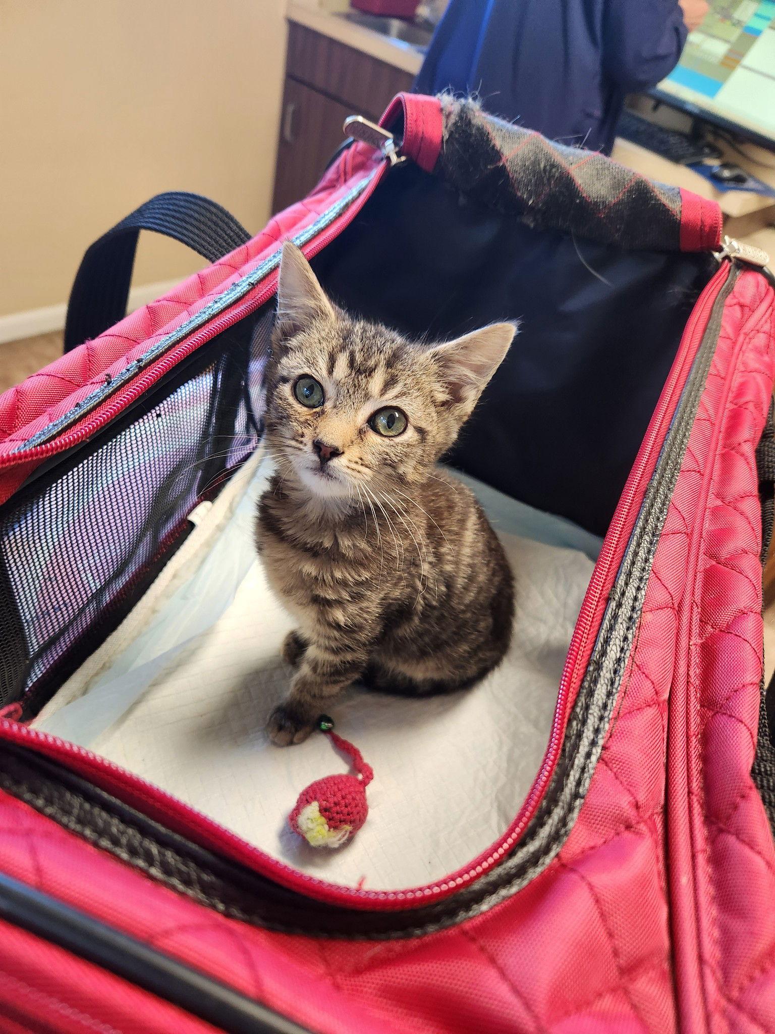 Enlarge Tucker, a Adoptable Domestic Short Hair in Harrisburg, PA image 3/3