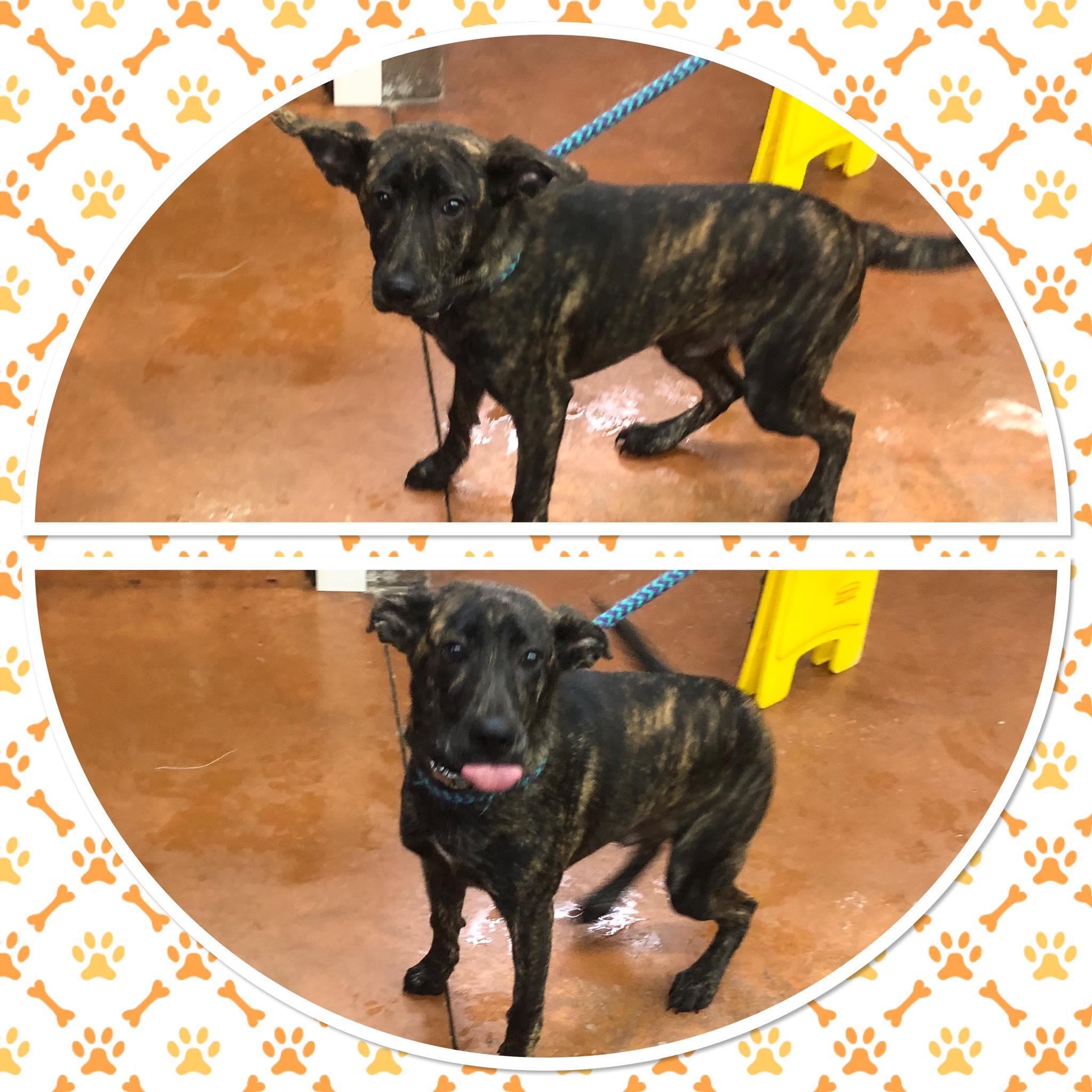 Enlarge HULK, a ADOPTABLE mixed breed in Buckhannon, WV image 1/1