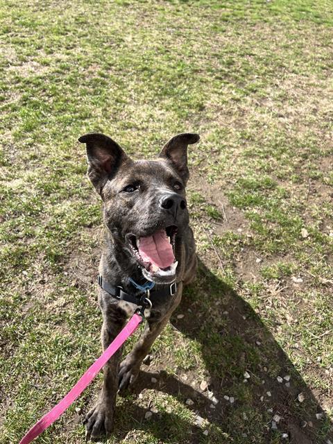 BOBBY, Adoptable, Young Male Labrador Retriever & Beagle.