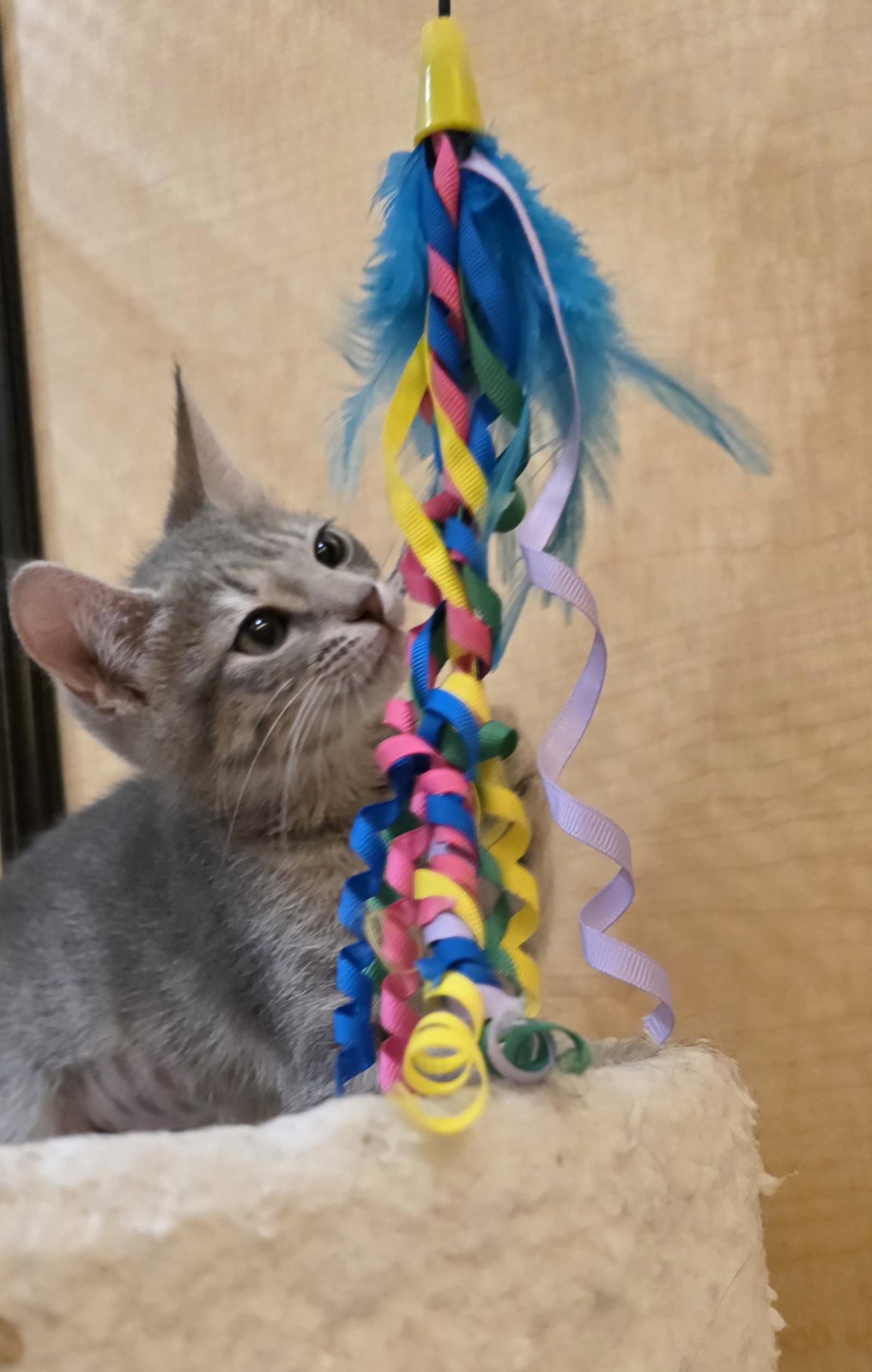 Libby, Adopted, Kitten Female Domestic Short Hair.