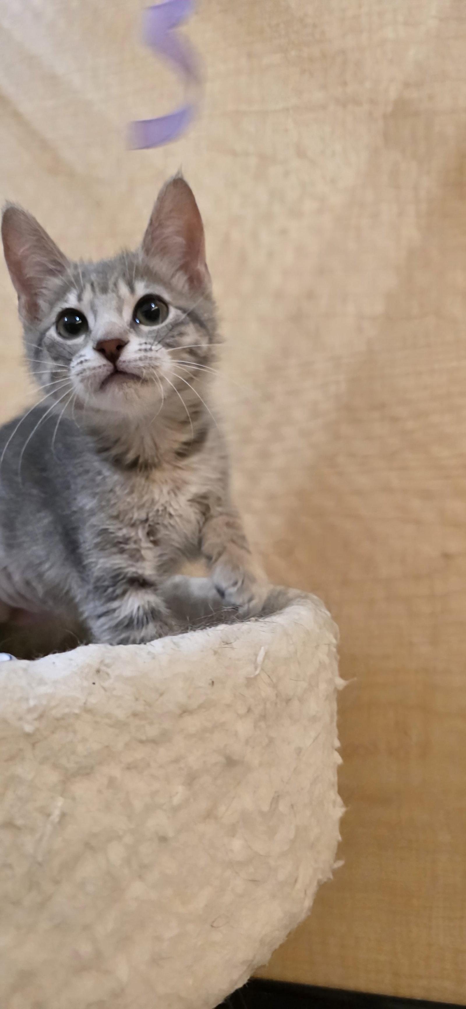 Enlarge Libby, a Adopted Domestic Short Hair in Rowlett, TX image 2/2