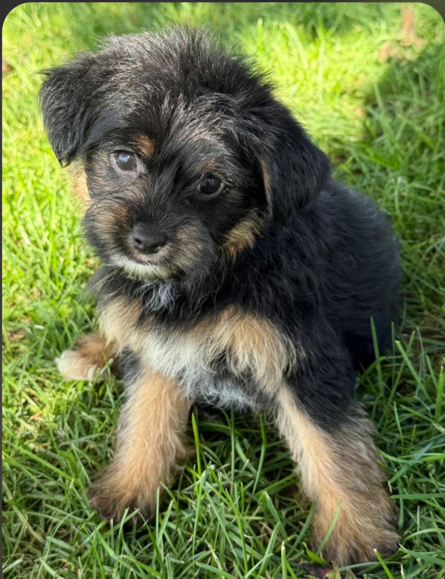 Trina, Adoptable, Puppy Female Yorkie Poo.
