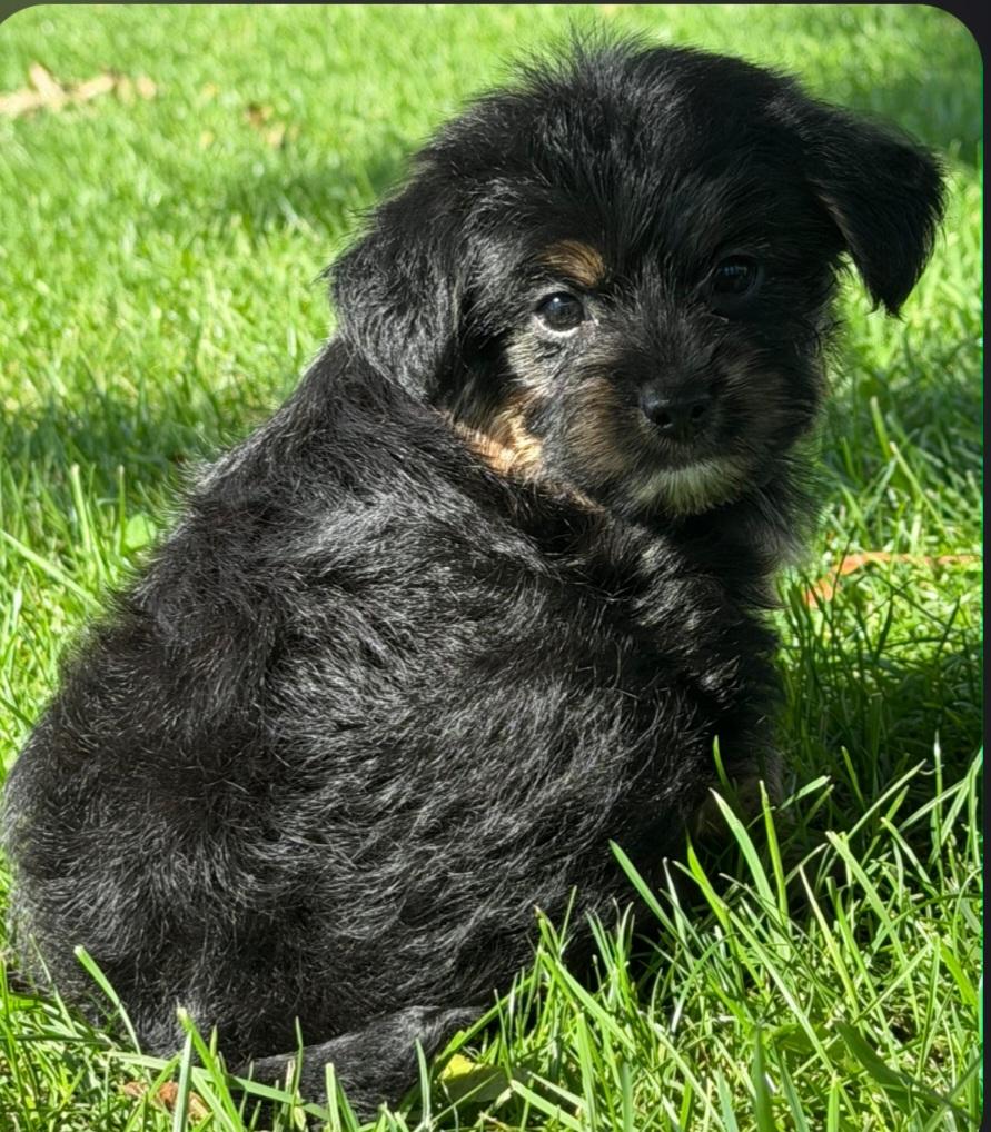 Enlarge Trina, a Adoptable Yorkie Poo in Liberty Center, OH image 3/3