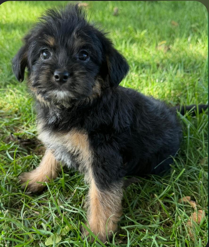 Enlarge Trina, a Adoptable Yorkie Poo in Liberty Center, OH image 2/3