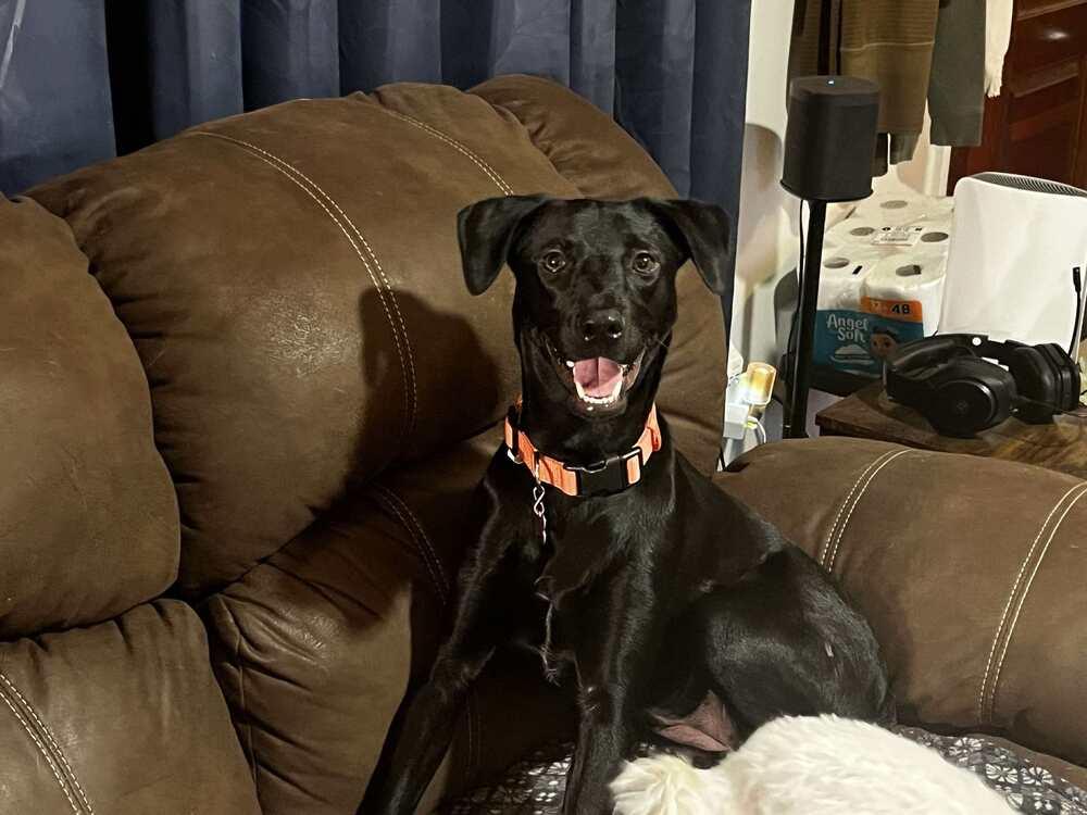 Enlarge Supernova, a Adoptable mixed breed in Colorado Springs, CO image 1/5