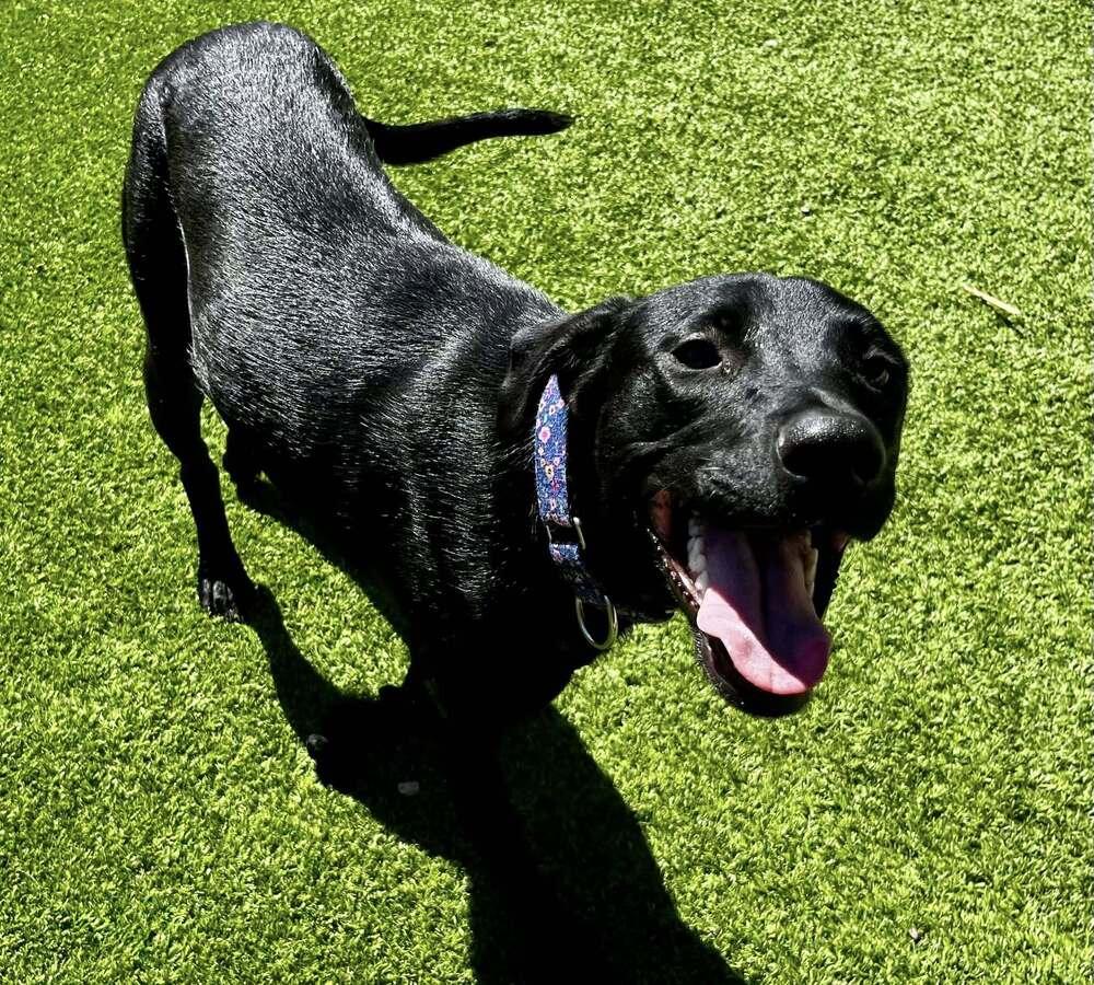 Enlarge Supernova, a Adoptable mixed breed in Colorado Springs, CO image 2/5