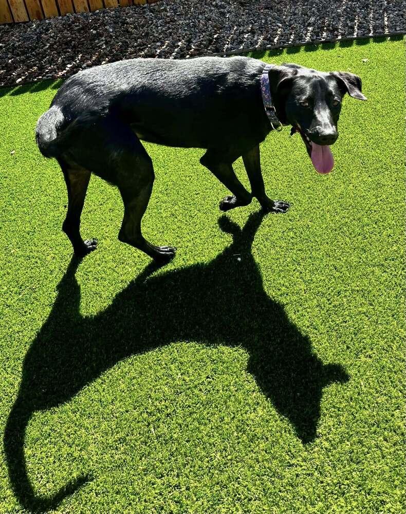 Enlarge Supernova, a Adoptable mixed breed in Colorado Springs, CO image 3/5