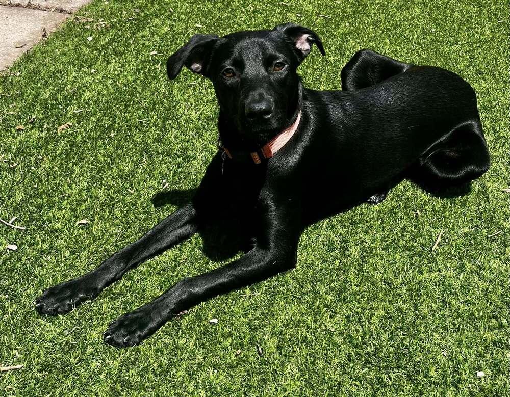 Enlarge Supernova, a Adoptable mixed breed in Colorado Springs, CO image 4/5