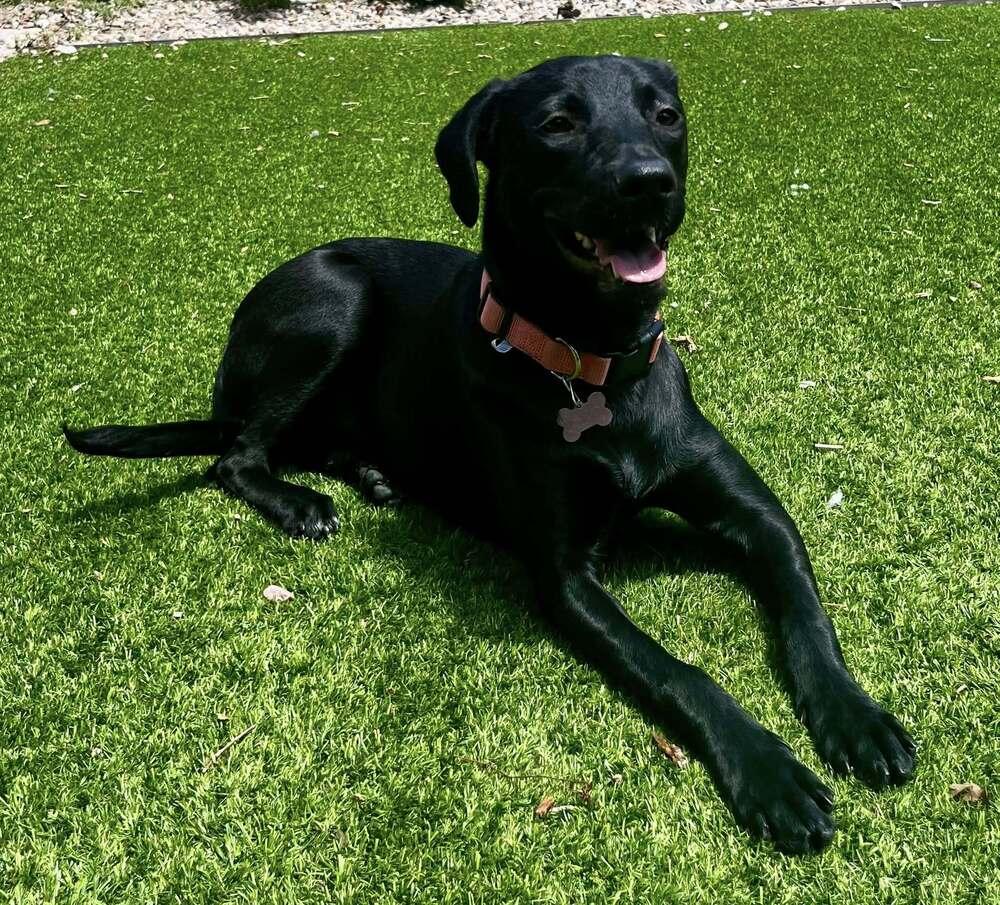 Enlarge Supernova, a Adoptable mixed breed in Colorado Springs, CO image 5/5