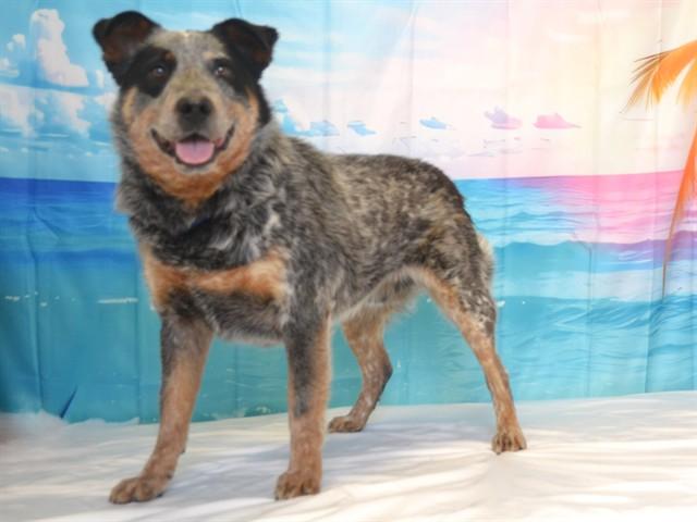 TOBIAS, Adoptable, Adult Male Australian Cattle Dog / Blue Heeler & Mixed Breed.