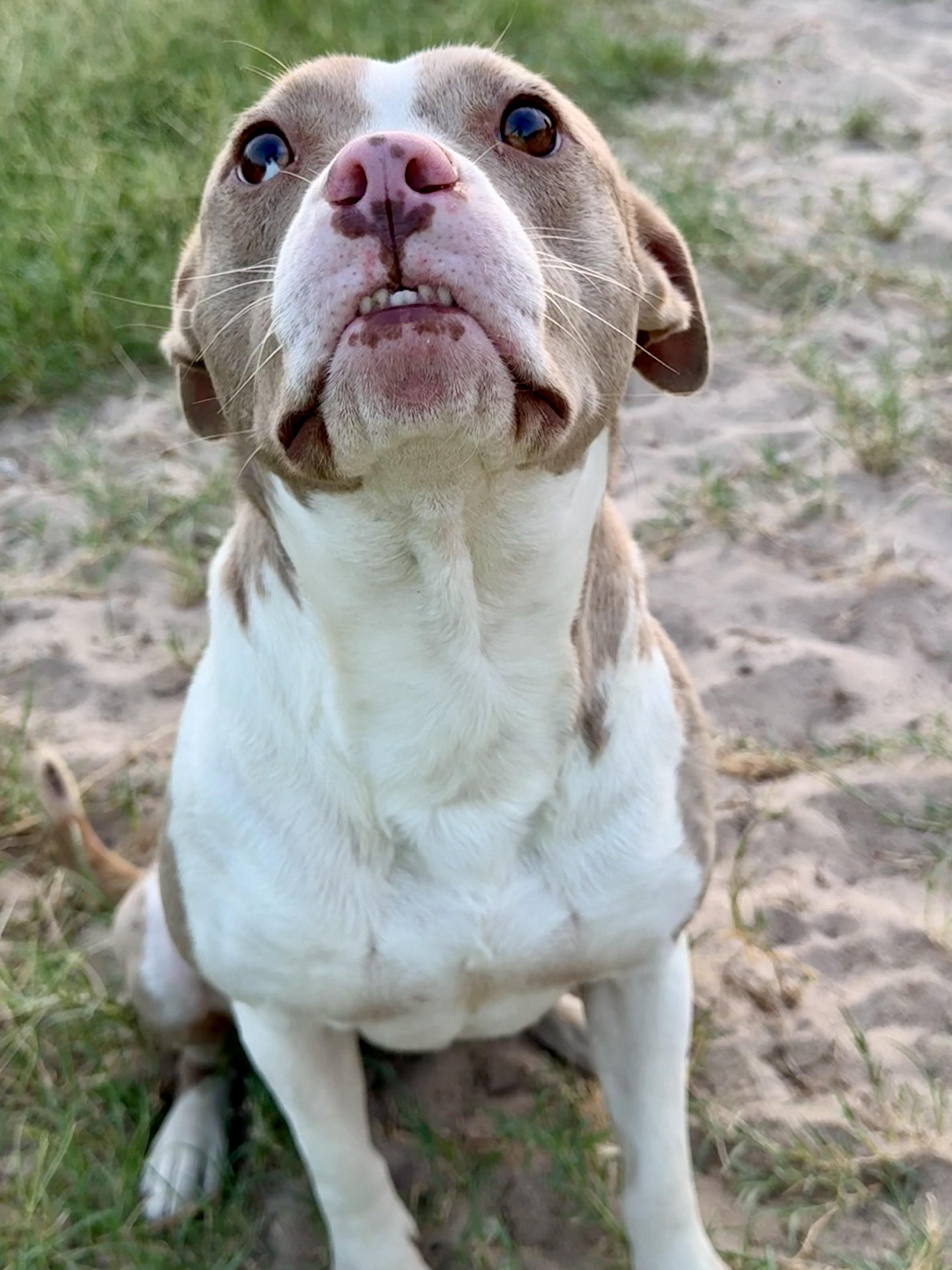 Bikini, a Adoptable mixed breed in Burnsville , MN image 2/4