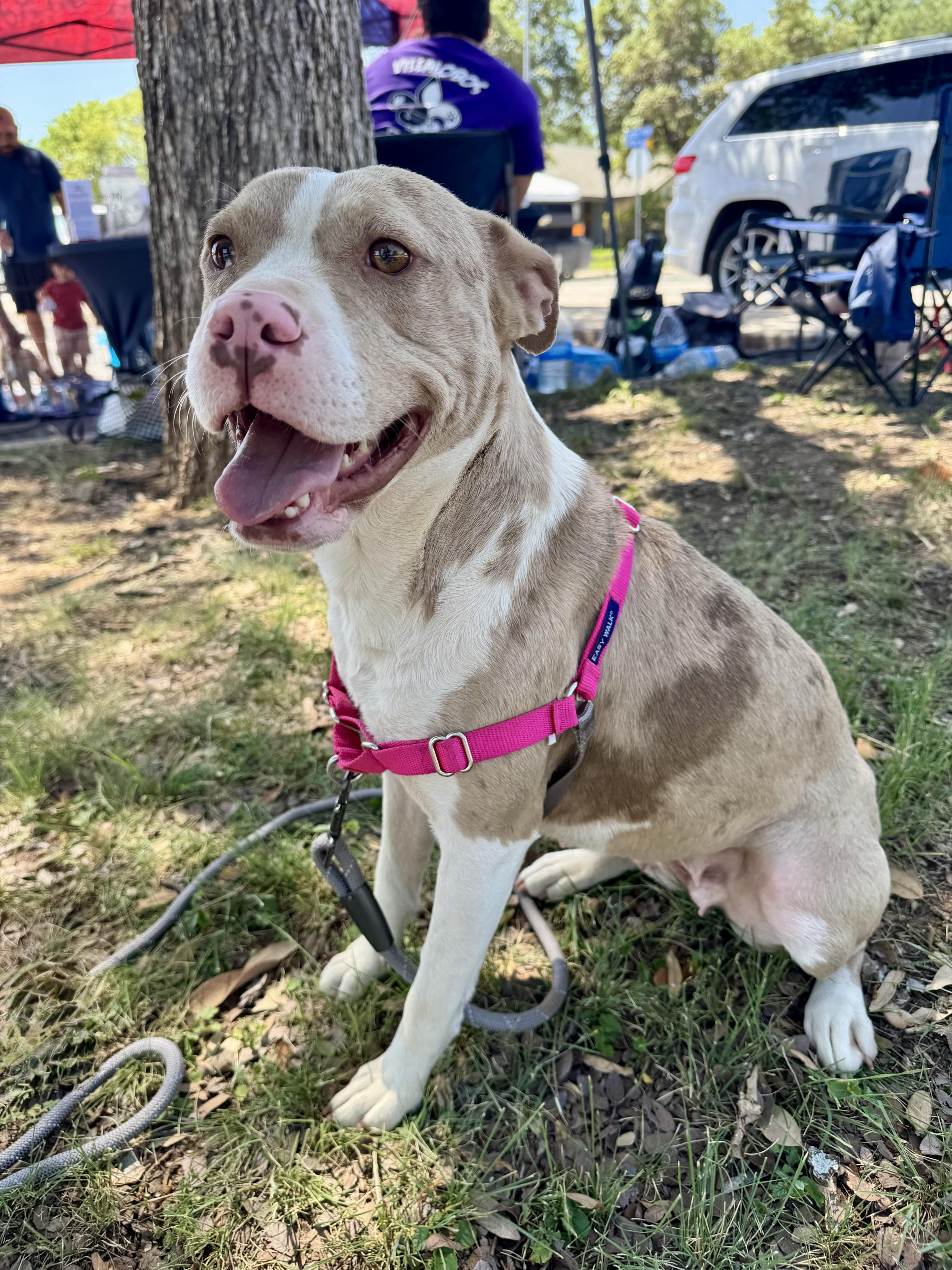 Bikini, a Adoptable mixed breed in Burnsville , MN image 4/4