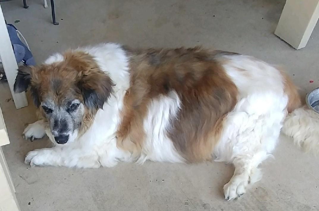 BONNIE, Adult Female Basset Hound
