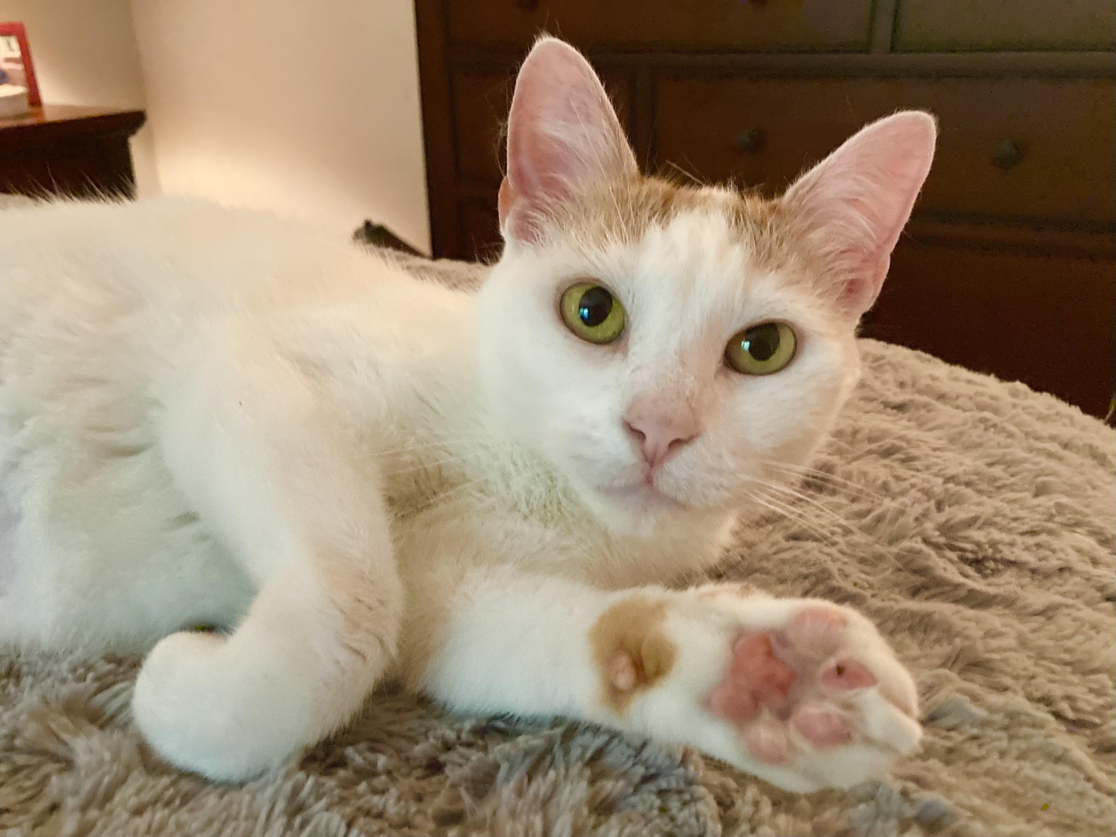 Sugar, Adult Female Domestic Short Hair
