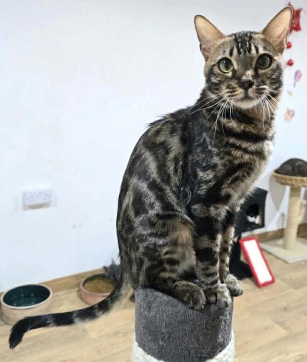 Enlarge SPEERO, an adopted Bengal in Madison, WI image 2/5