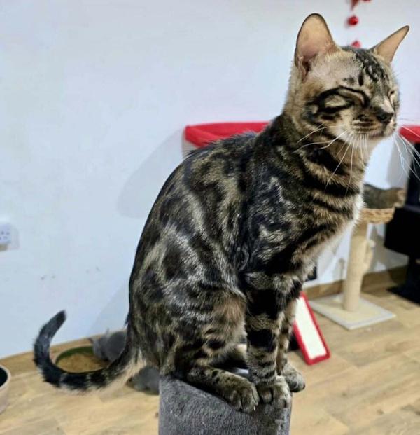 SPEERO, adopted, Young Male Bengal.