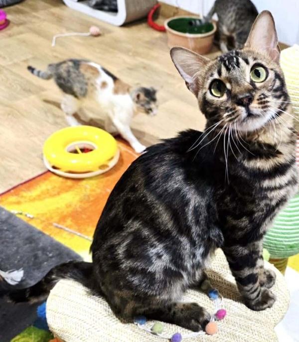 Enlarge SPEERO, an adopted Bengal in Madison, WI image 3/5