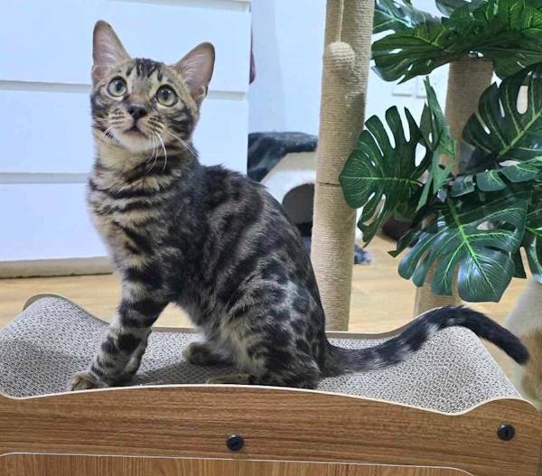 Enlarge SPEERO, an adopted Bengal in Madison, WI image 5/5