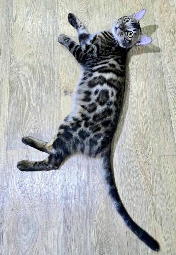 Enlarge SPEERO, an adopted Bengal in Madison, WI image 4/5