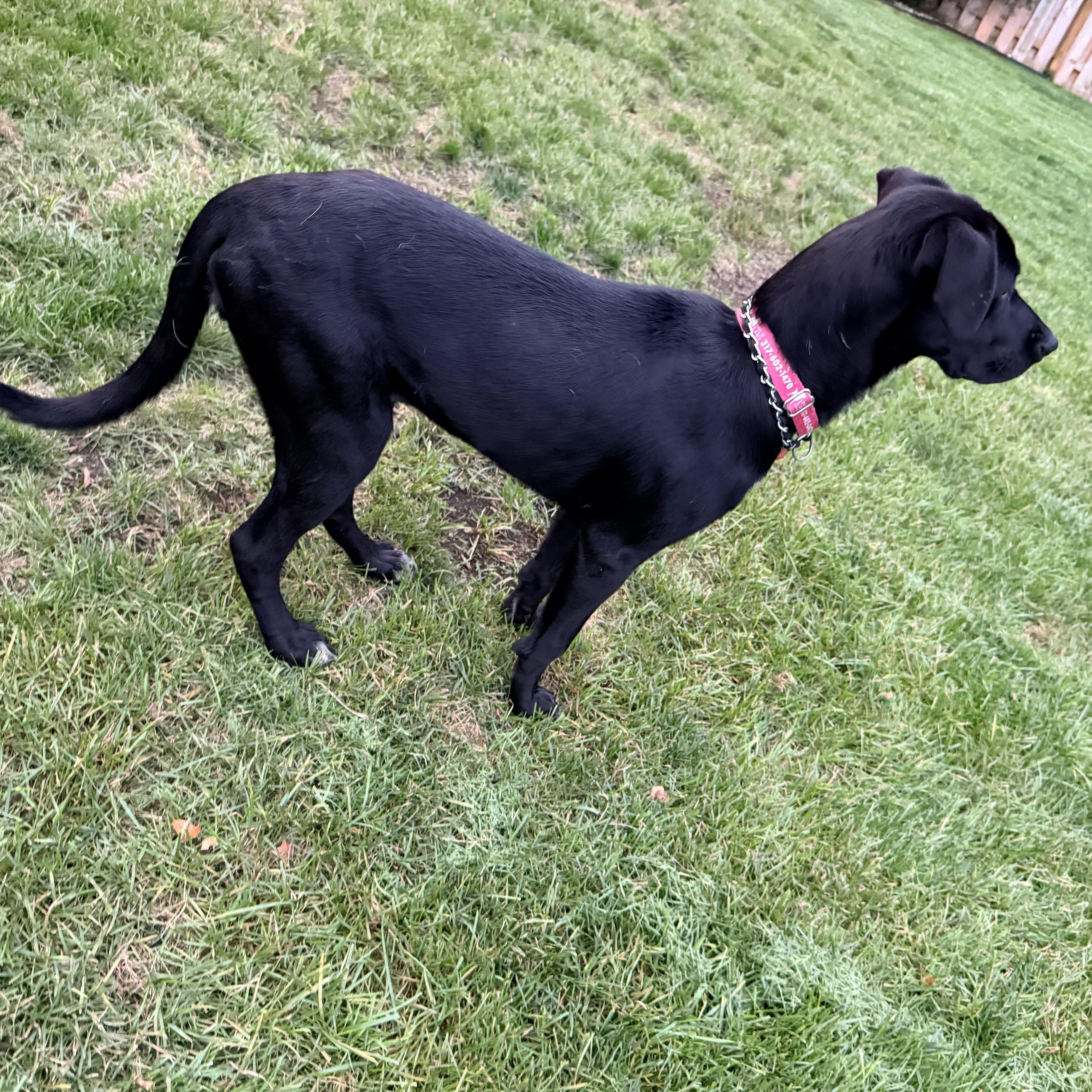 Enlarge George, a Adoptable Labrador Retriever in Indianapolis, IN image 3/4